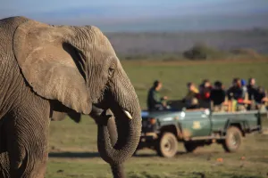 Big 5 Game Drive Garden Route