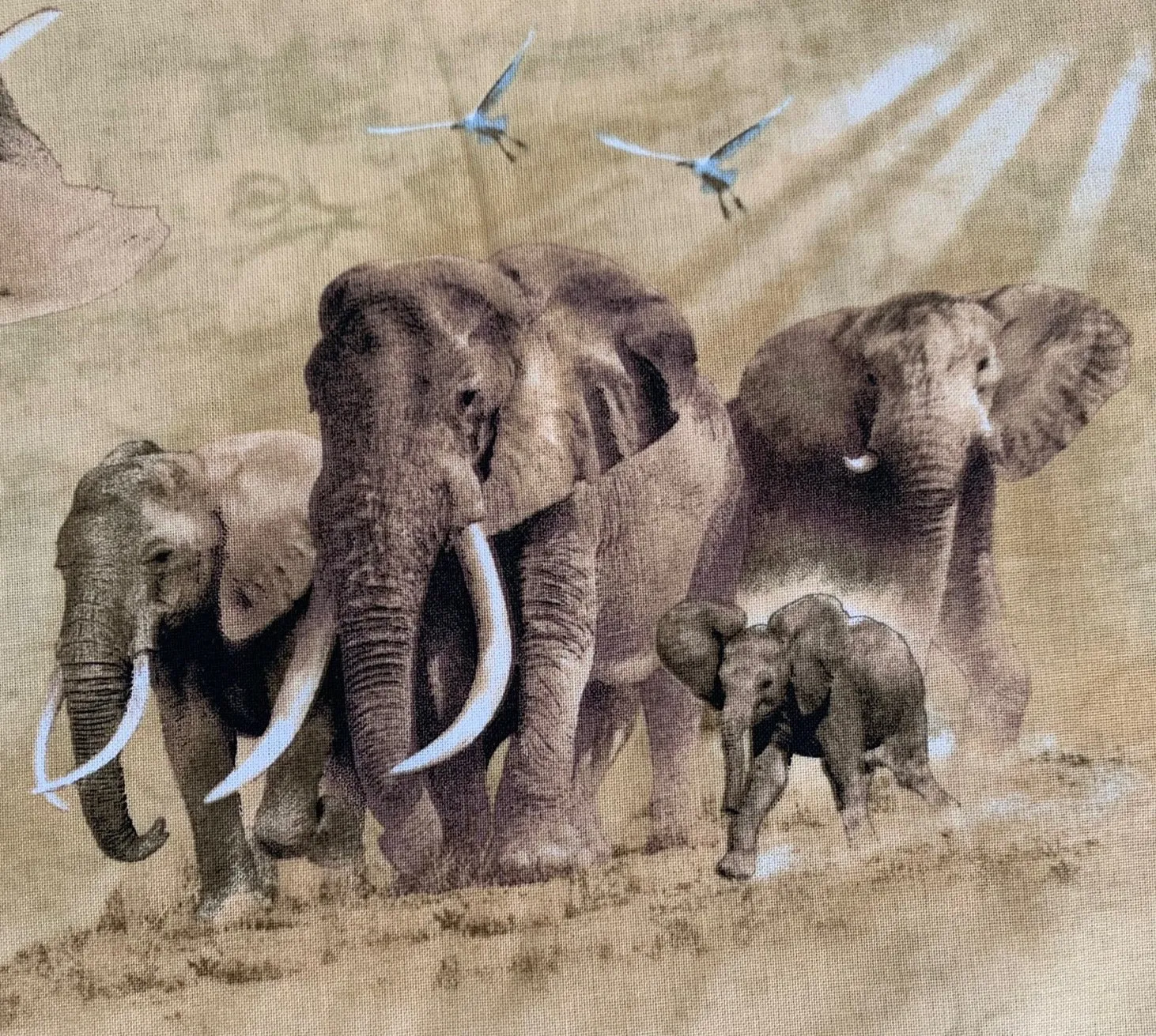 Out of Africa