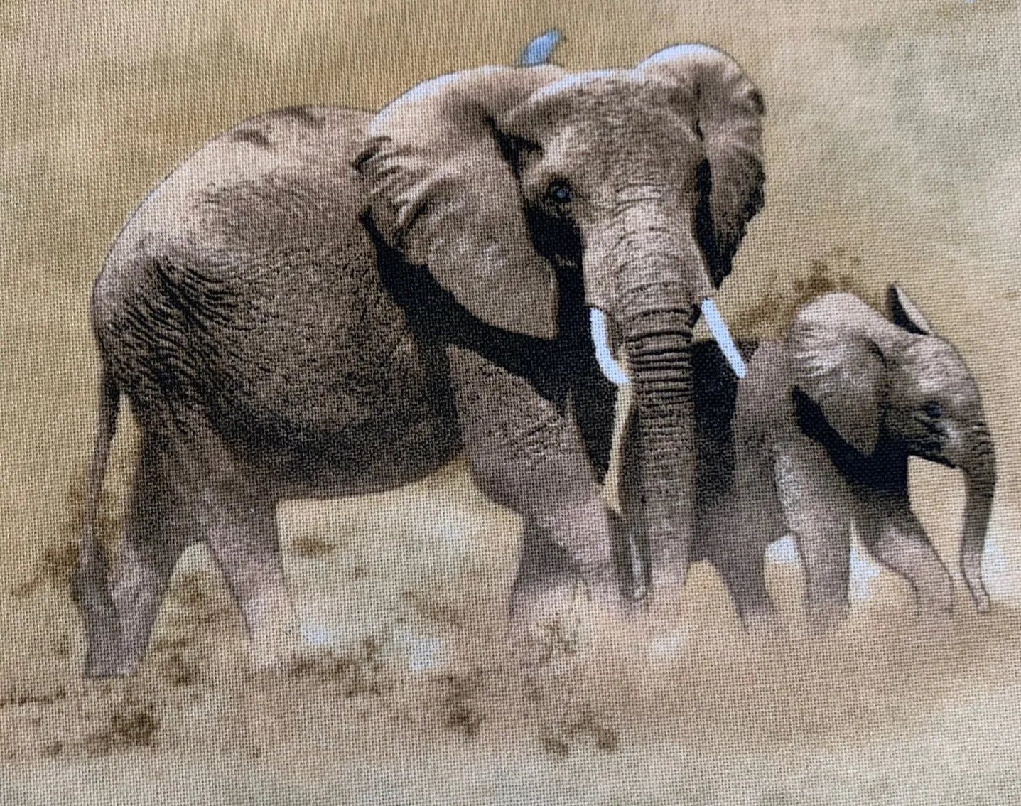 Out of Africa