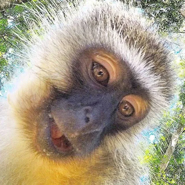 Primate Sanctuary Visit Garden Route, South Africa