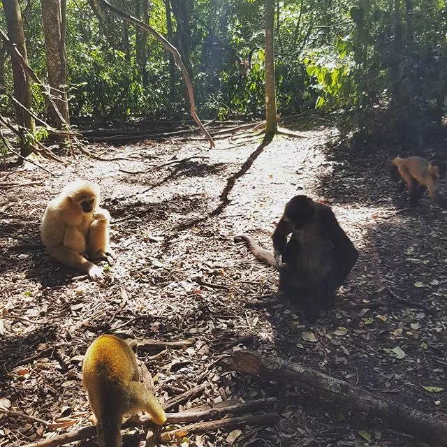Primate Sanctuary Visit Garden Route, South Africa