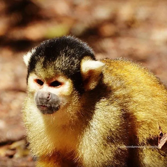 Primate Sanctuary Visit Garden Route, South Africa