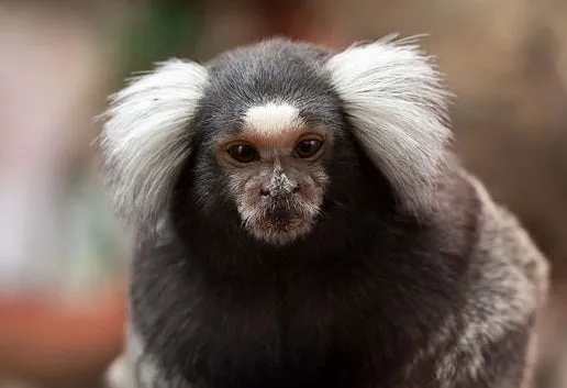 Primate Sanctuary Visit Garden Route, South Africa