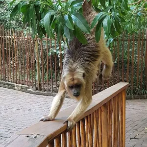 Primate Sanctuary Visit Garden Route, South Africa