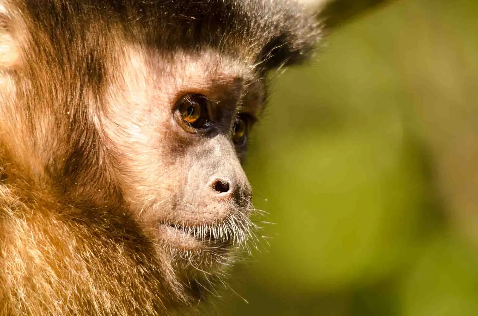 Primate Sanctuary Visit Garden Route, South Africa