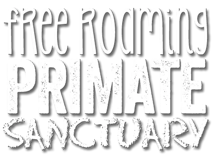 Primate Sanctuary Visit Garden Route, South Africa