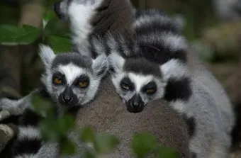 Primate Sanctuary Visit Garden Route, South Africa