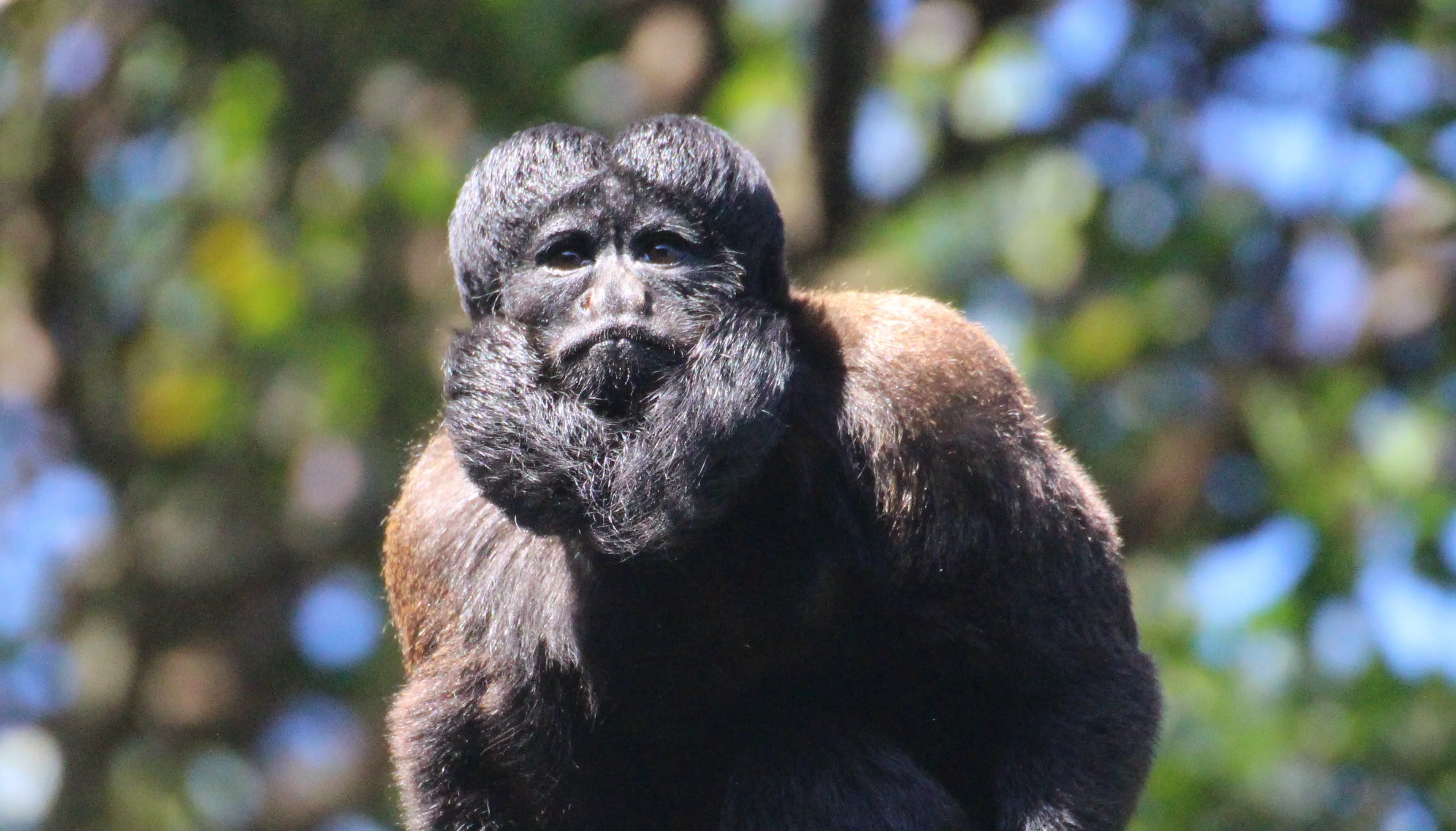 Primate Sanctuary Visit Garden Route, South Africa
