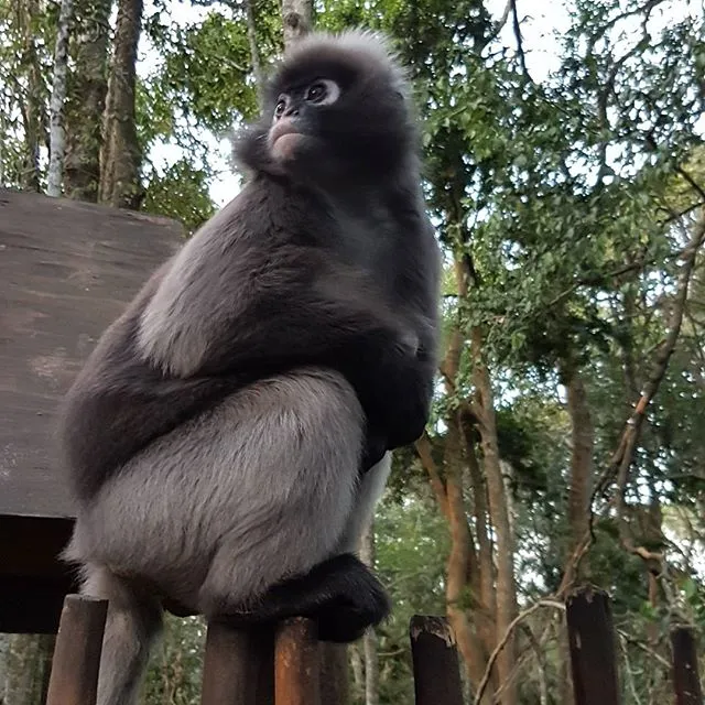 Primate Sanctuary Visit Garden Route, South Africa