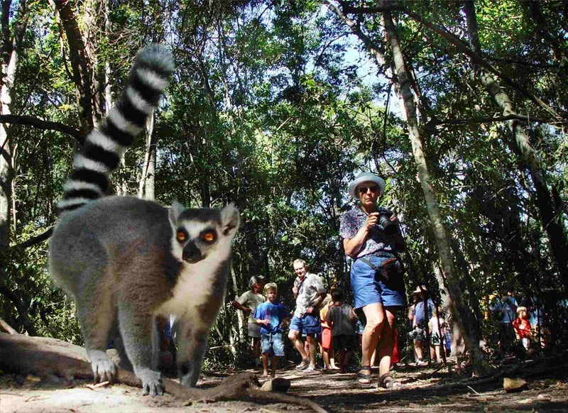 Primate Sanctuary Visit Garden Route, South Africa