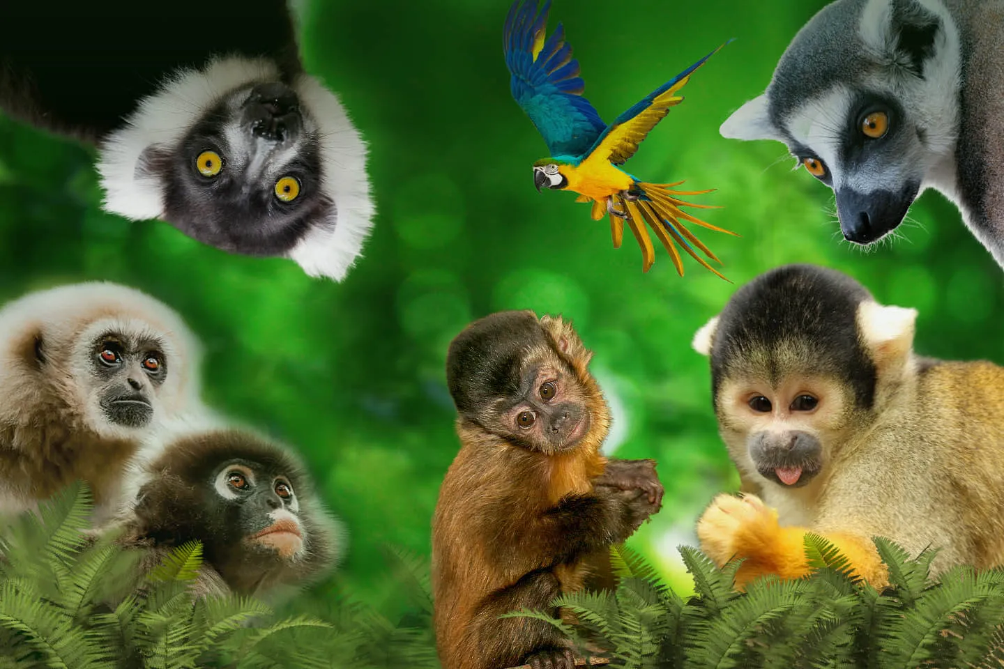 Primate Sanctuary Visit Garden Route, South Africa