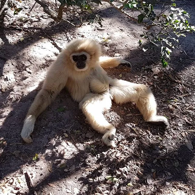 Primate Sanctuary Visit Garden Route, South Africa