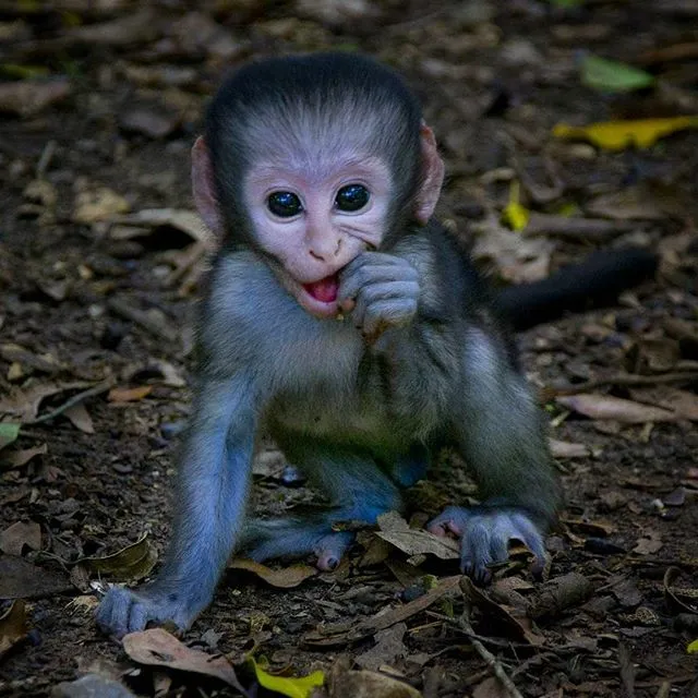 Primate Sanctuary Visit Garden Route, South Africa