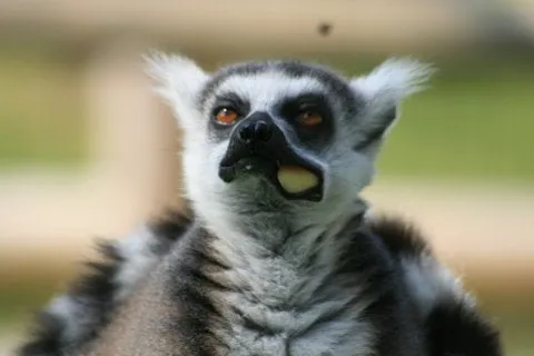 Primate Sanctuary Visit Garden Route, South Africa