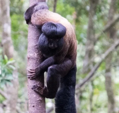 Primate Sanctuary Visit Garden Route, South Africa