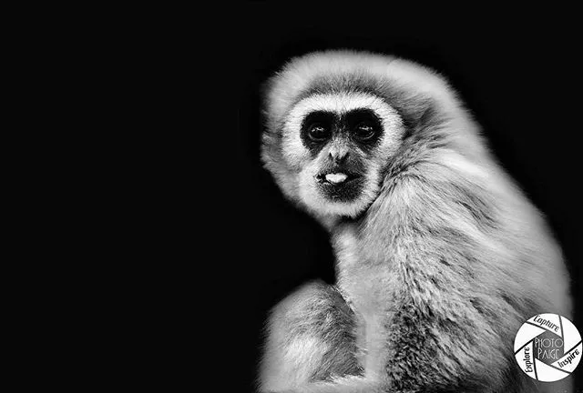 Primate Sanctuary Visit Garden Route, South Africa
