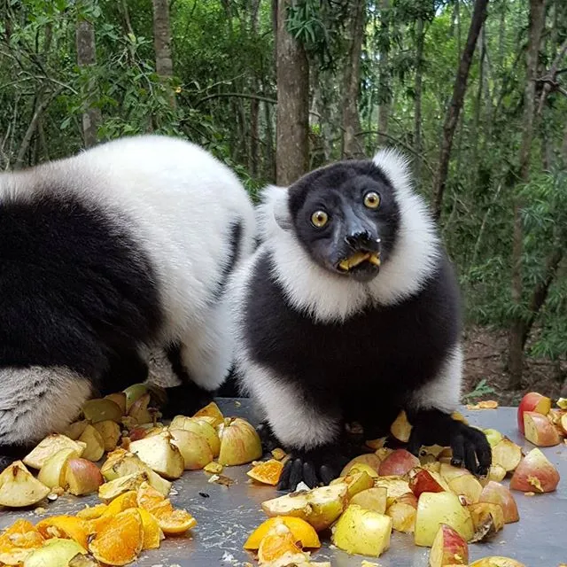 Primate Sanctuary Visit Garden Route, South Africa
