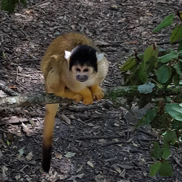 Primate Sanctuary Visit Garden Route, South Africa