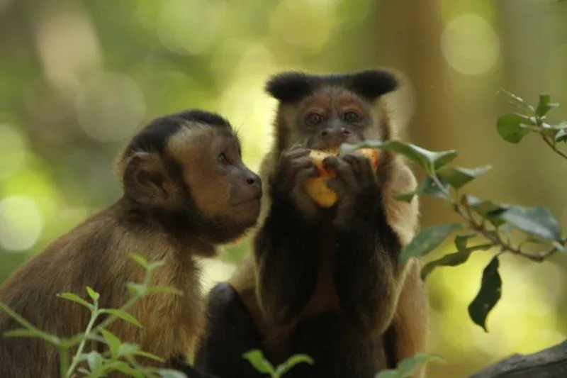 Primate Sanctuary Visit Garden Route, South Africa