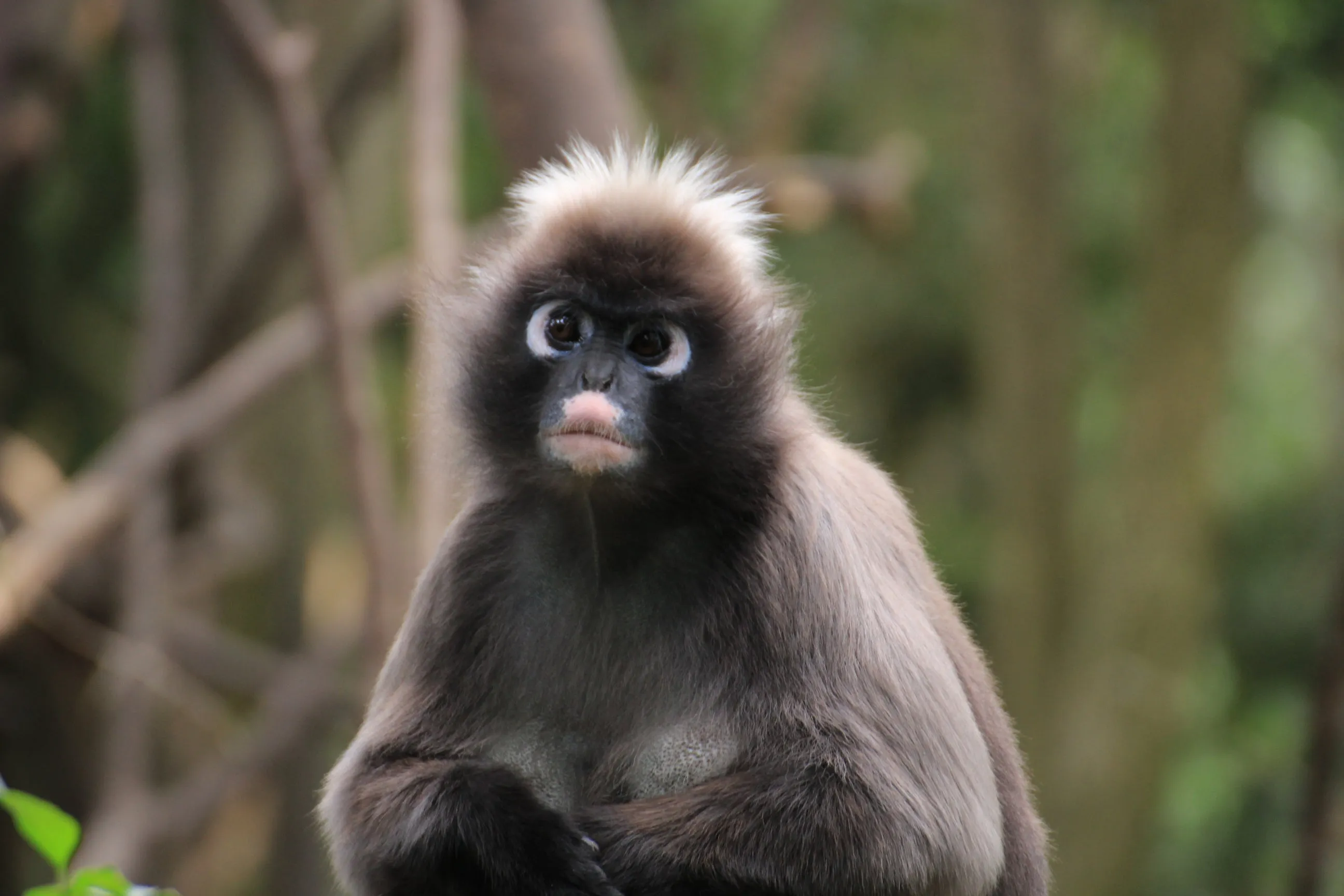 Primate Sanctuary Visit Garden Route, South Africa