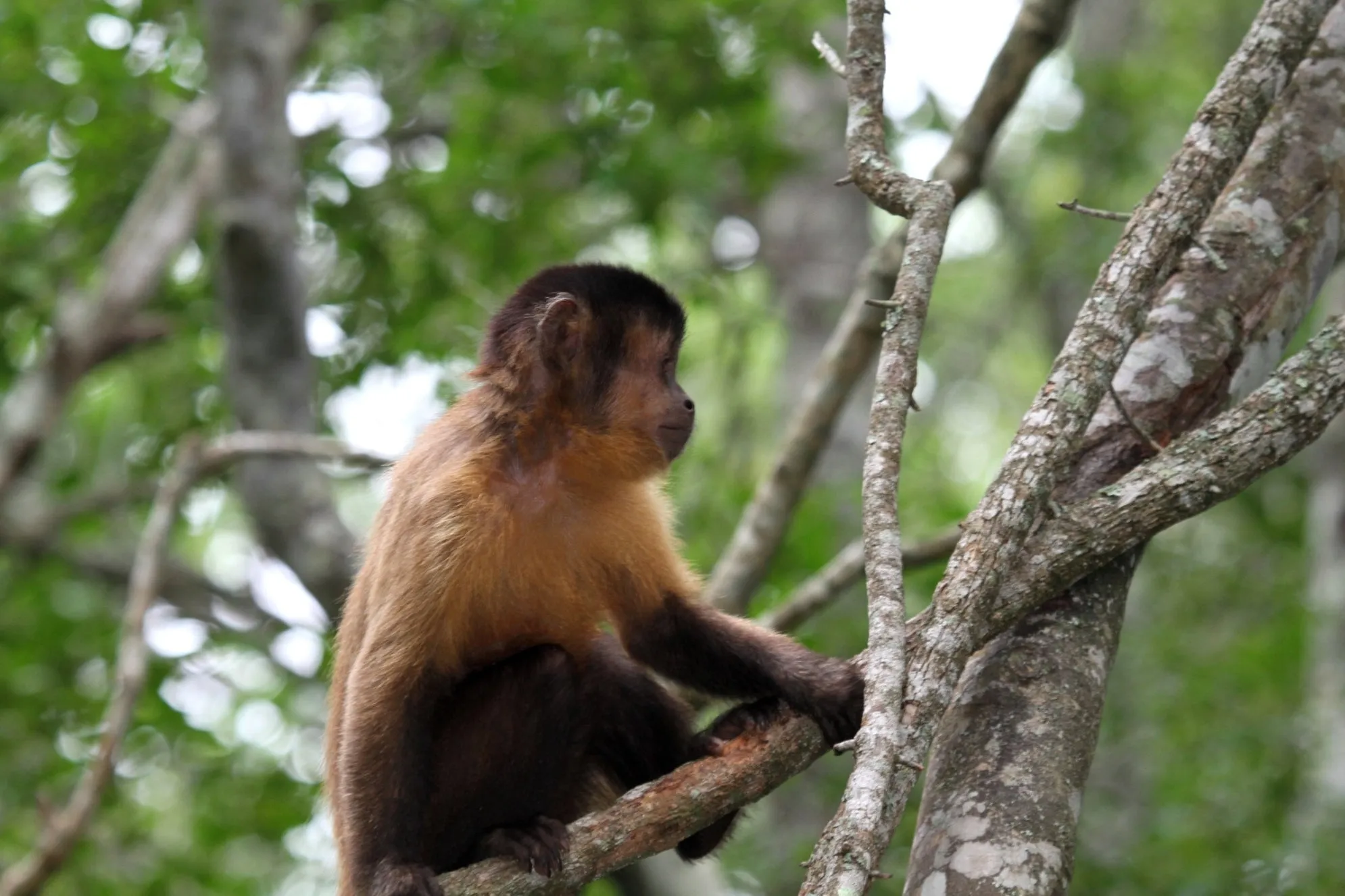 Primate Sanctuary Visit Garden Route, South Africa