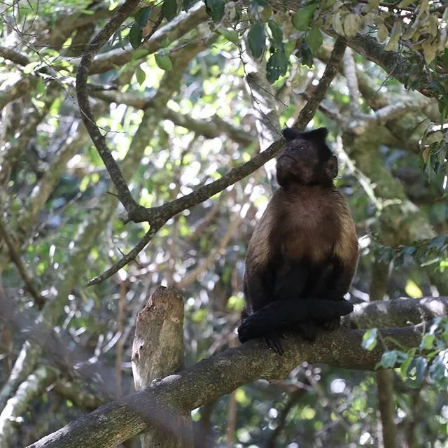 Primate Sanctuary Visit Garden Route, South Africa