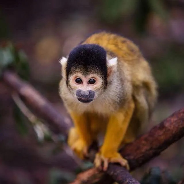 Primate Sanctuary Visit Garden Route, South Africa