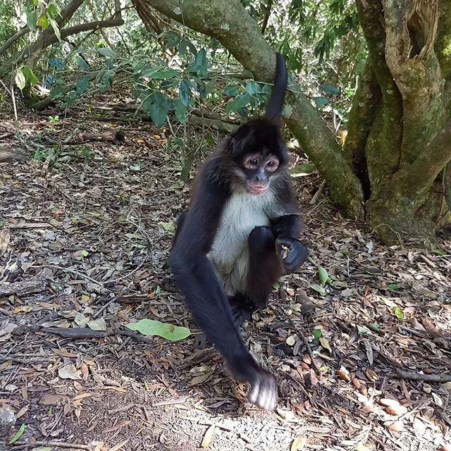 Primate Sanctuary Visit Garden Route, South Africa
