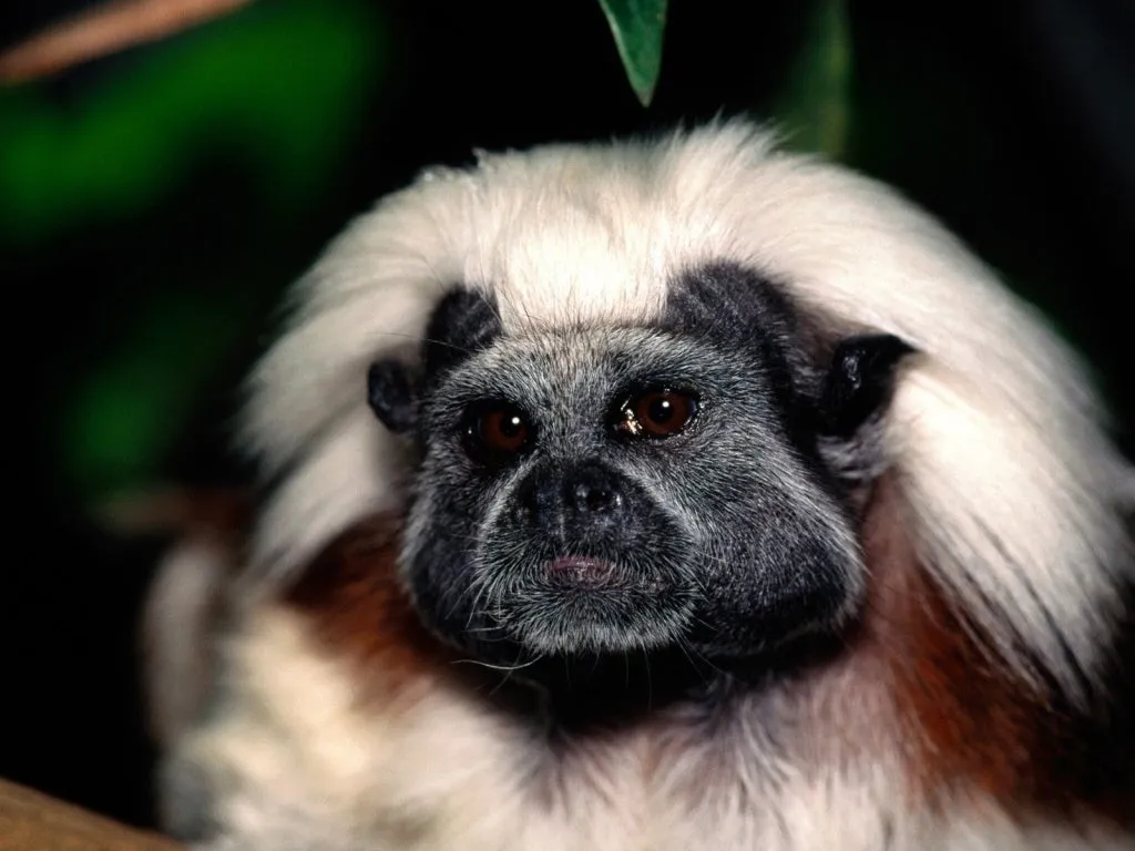 Primate Sanctuary Visit Garden Route, South Africa