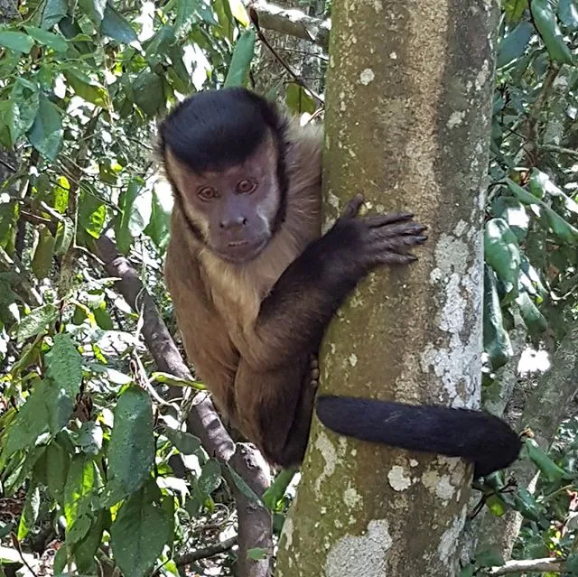 Primate Sanctuary Visit Garden Route, South Africa