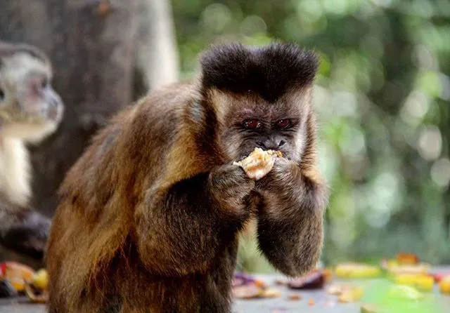 Primate Sanctuary Visit Garden Route, South Africa