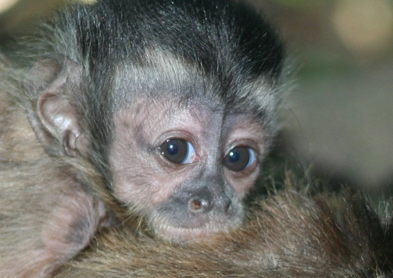 Primate Sanctuary Visit Garden Route, South Africa