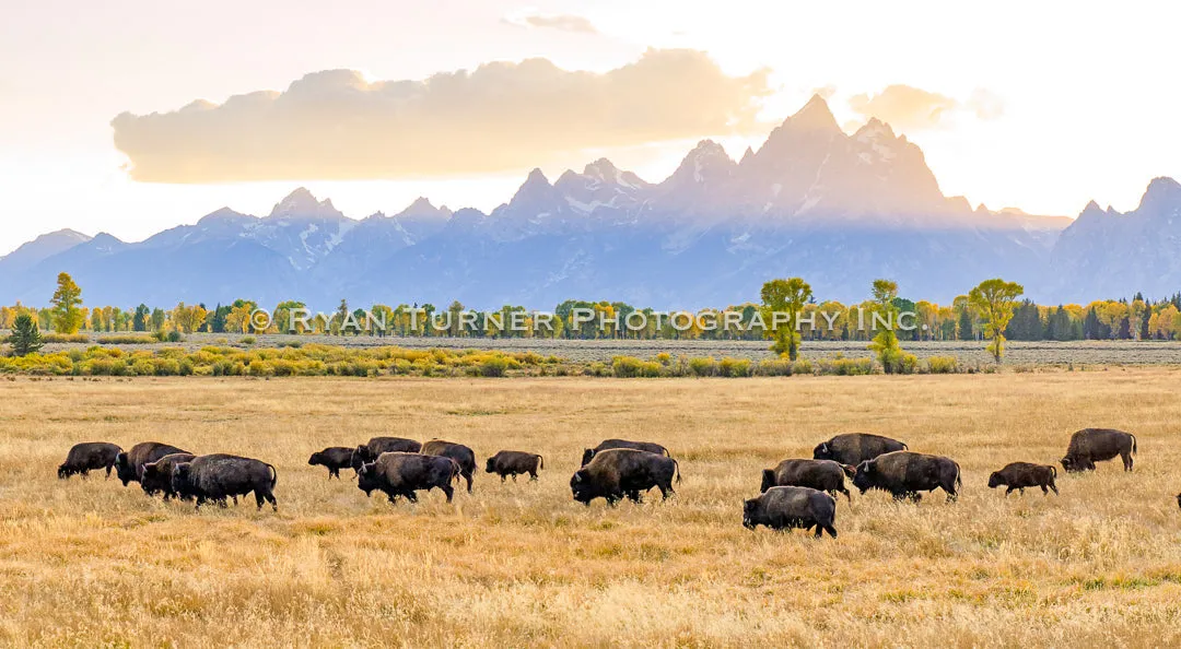 Roaming Along the Tetons